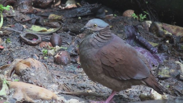 White-throated Quail-Dove - ML297944291