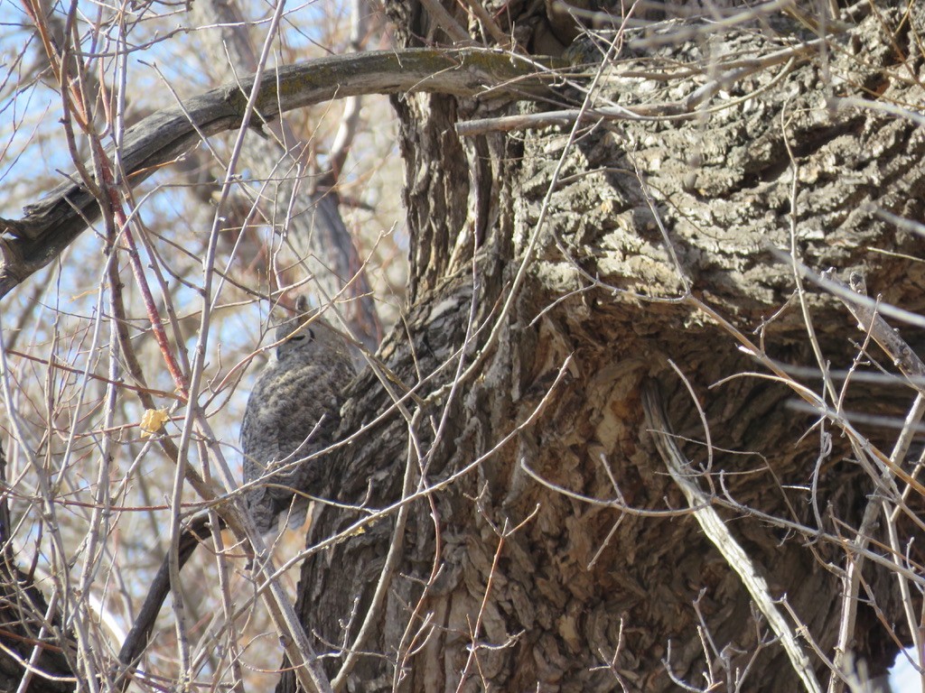 Great Horned Owl - Lori Pivonka