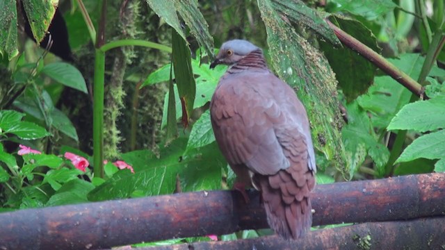 White-throated Quail-Dove - ML297945151