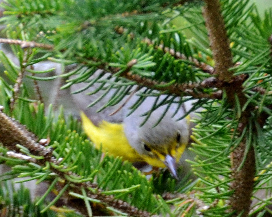 Canada Warbler - ML29794601