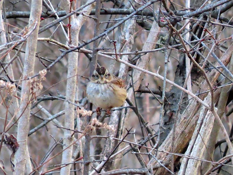 Swamp Sparrow - ML297946531