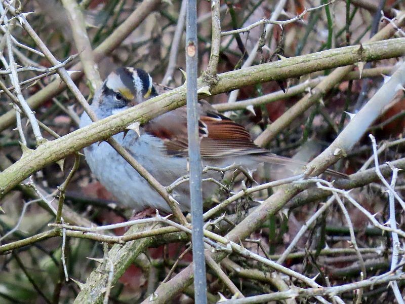White-throated Sparrow - ML297946931