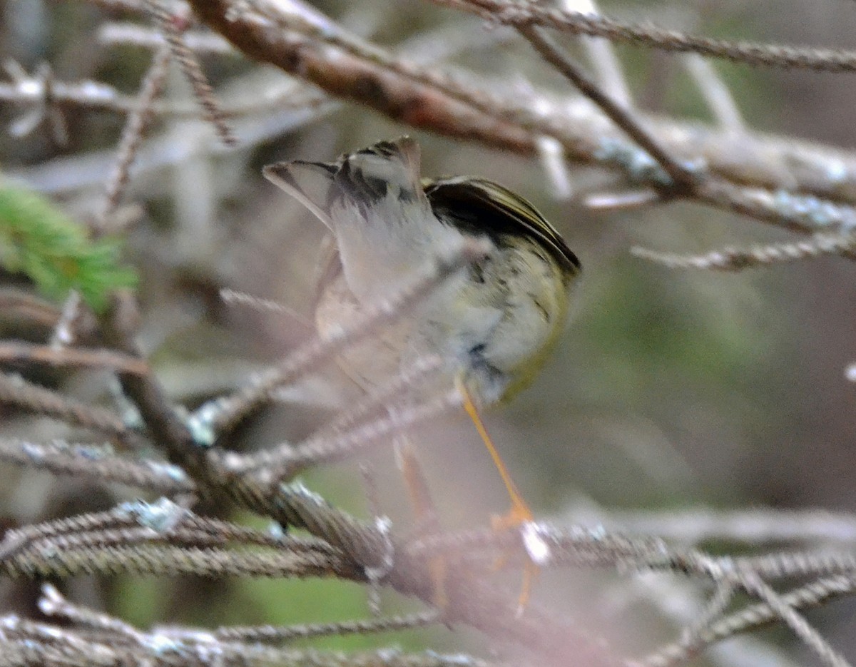 Blackpoll Warbler - ML29794721