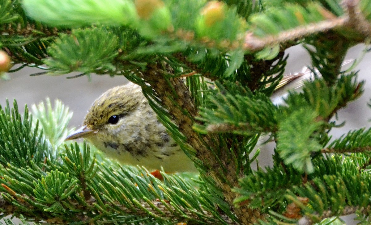 Blackpoll Warbler - ML29794731