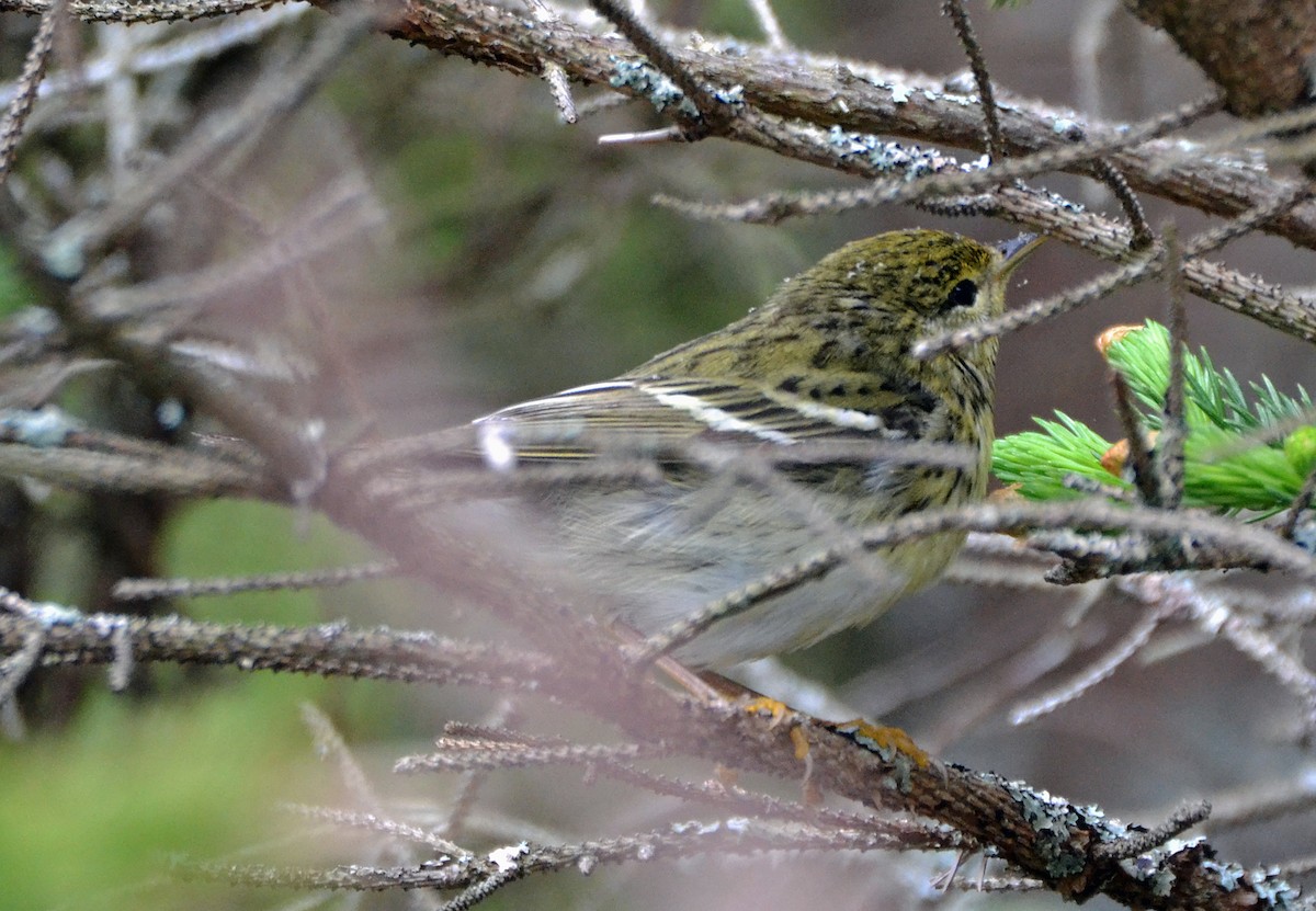 Blackpoll Warbler - ML29794741