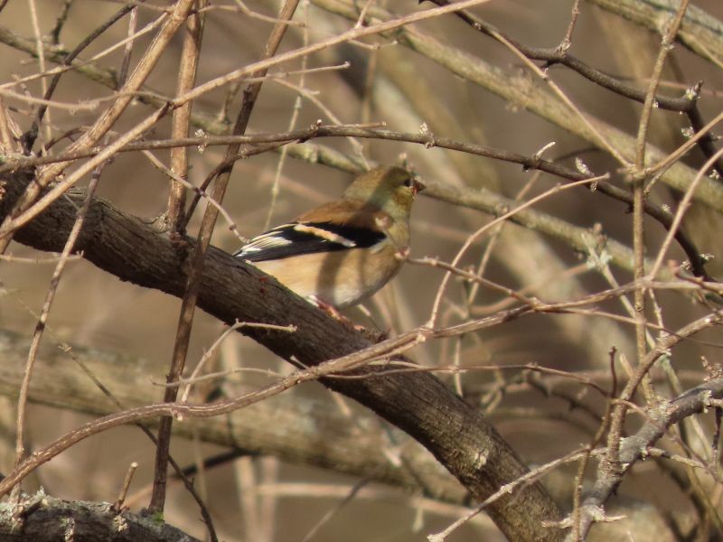 American Goldfinch - ML297947421