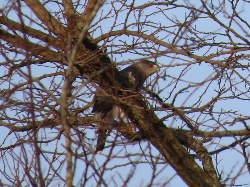 Cooper's Hawk - ML297947501