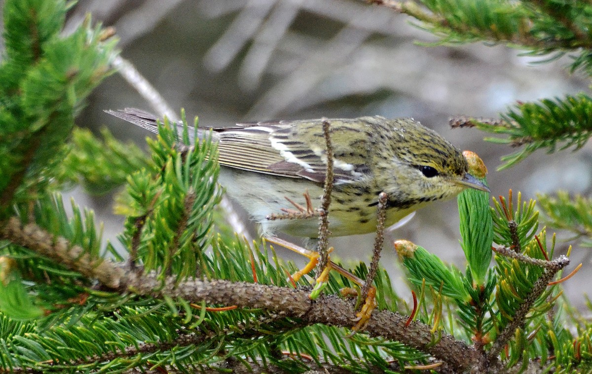 Blackpoll Warbler - ML29794751