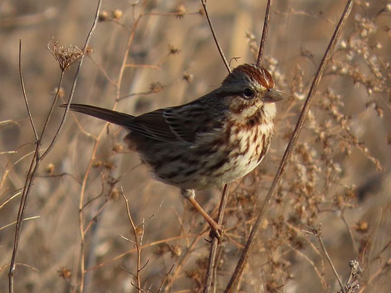 Song Sparrow - ML297947601