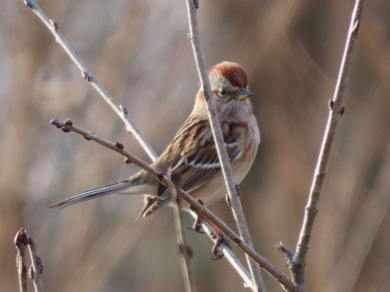 American Tree Sparrow - ML297947651