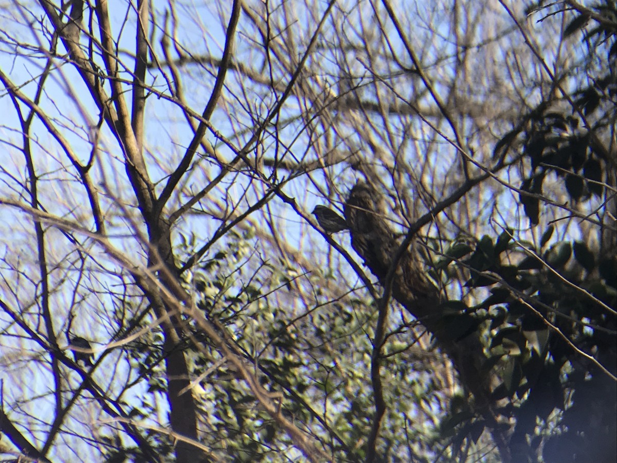 Purple Finch - ML297948451