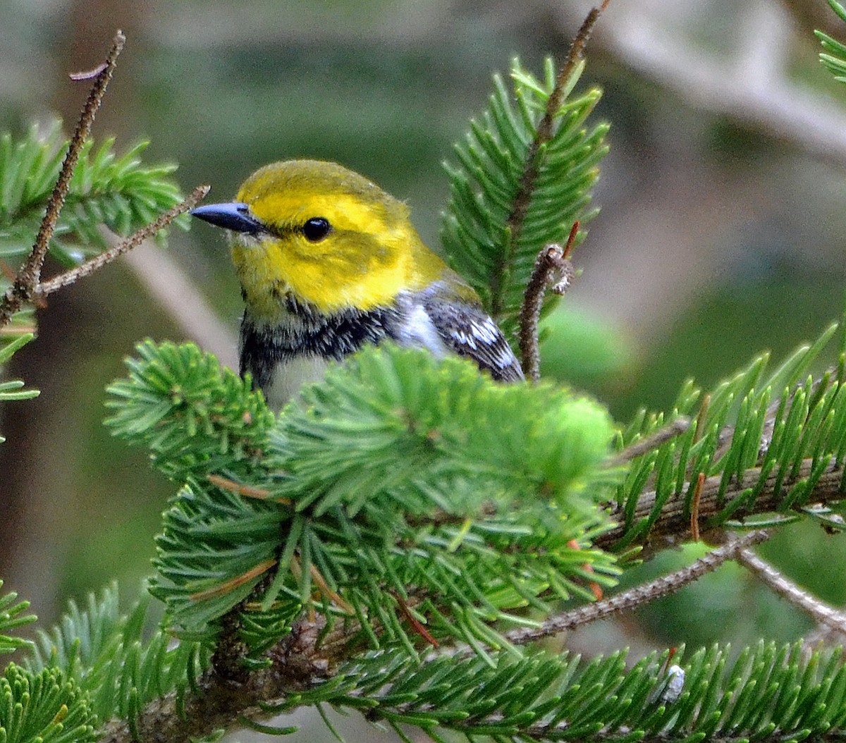 Black-throated Green Warbler - ML29794861