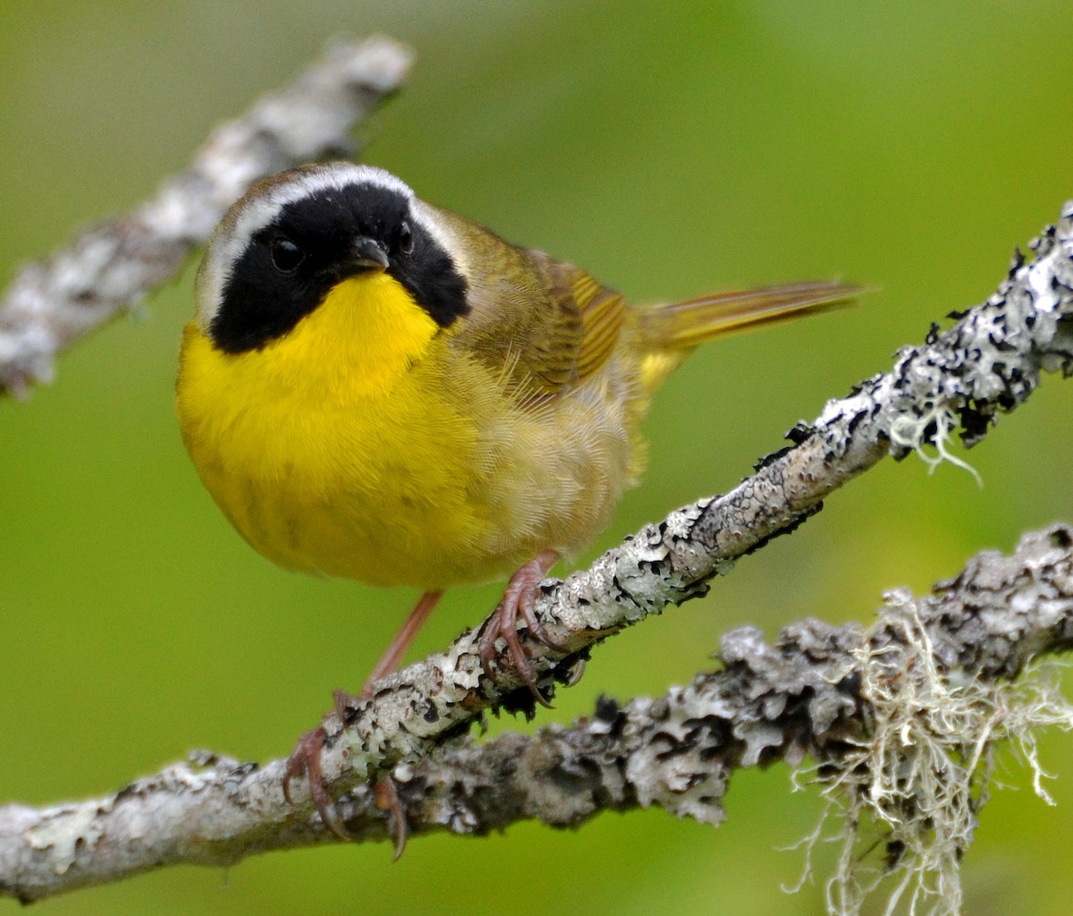 Common Yellowthroat - ML29794891