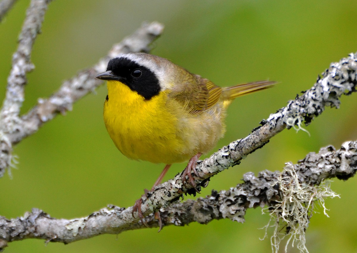 Common Yellowthroat - ML29794911