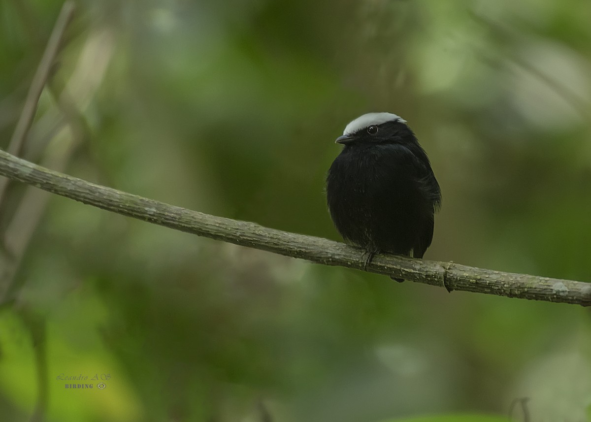 White-crowned Manakin - Leandro Arias