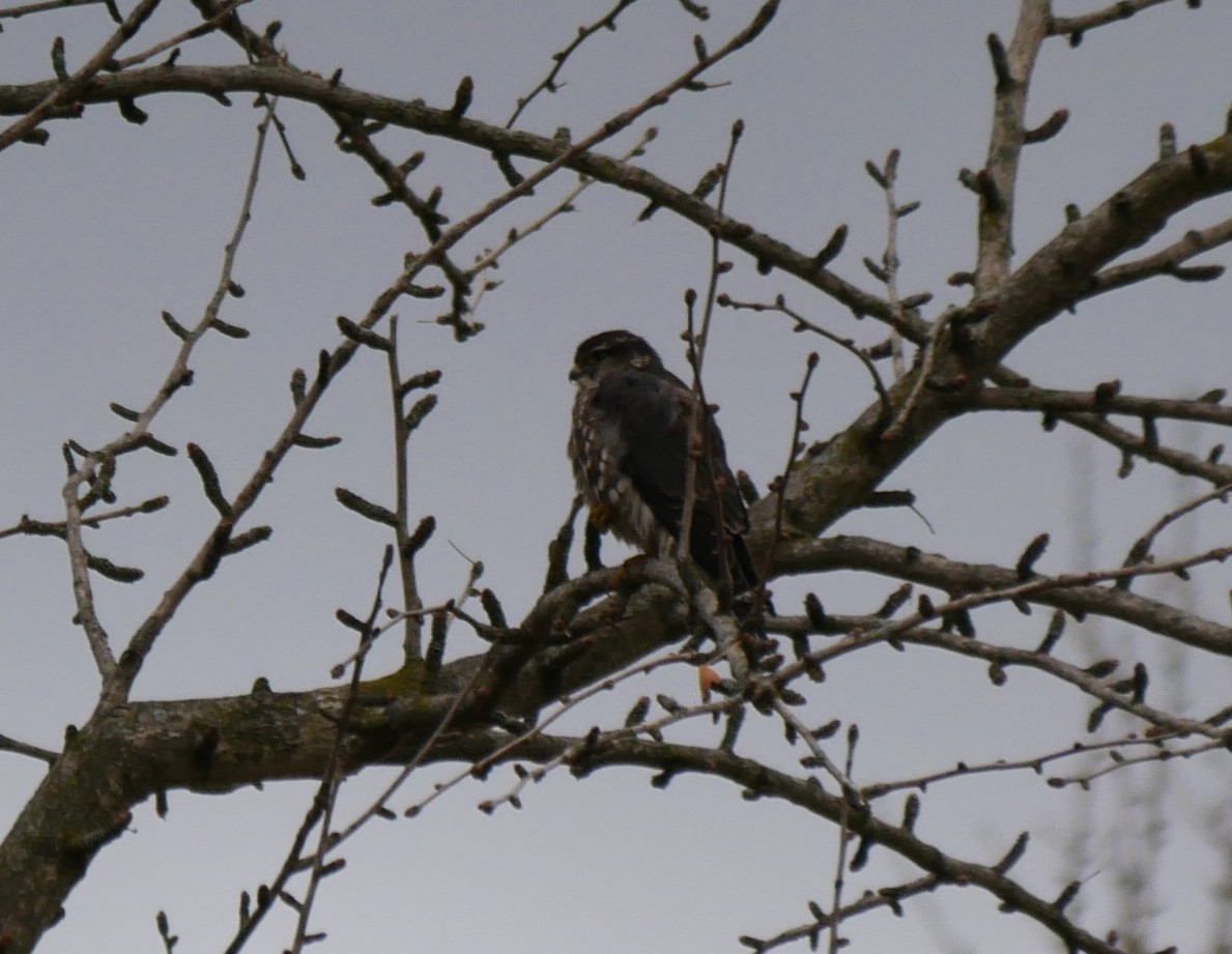 Faucon émerillon (columbarius) - ML297950121