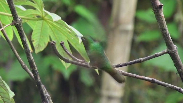 Colibrí Colihabano - ML297951431