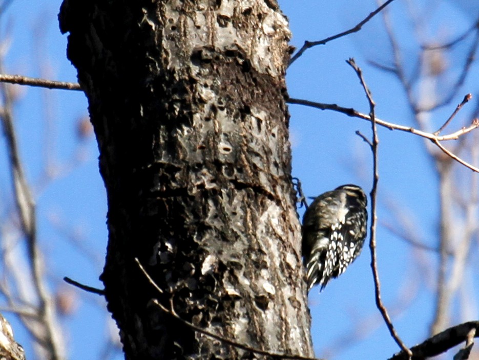 Yellow-bellied Sapsucker - ML297951931