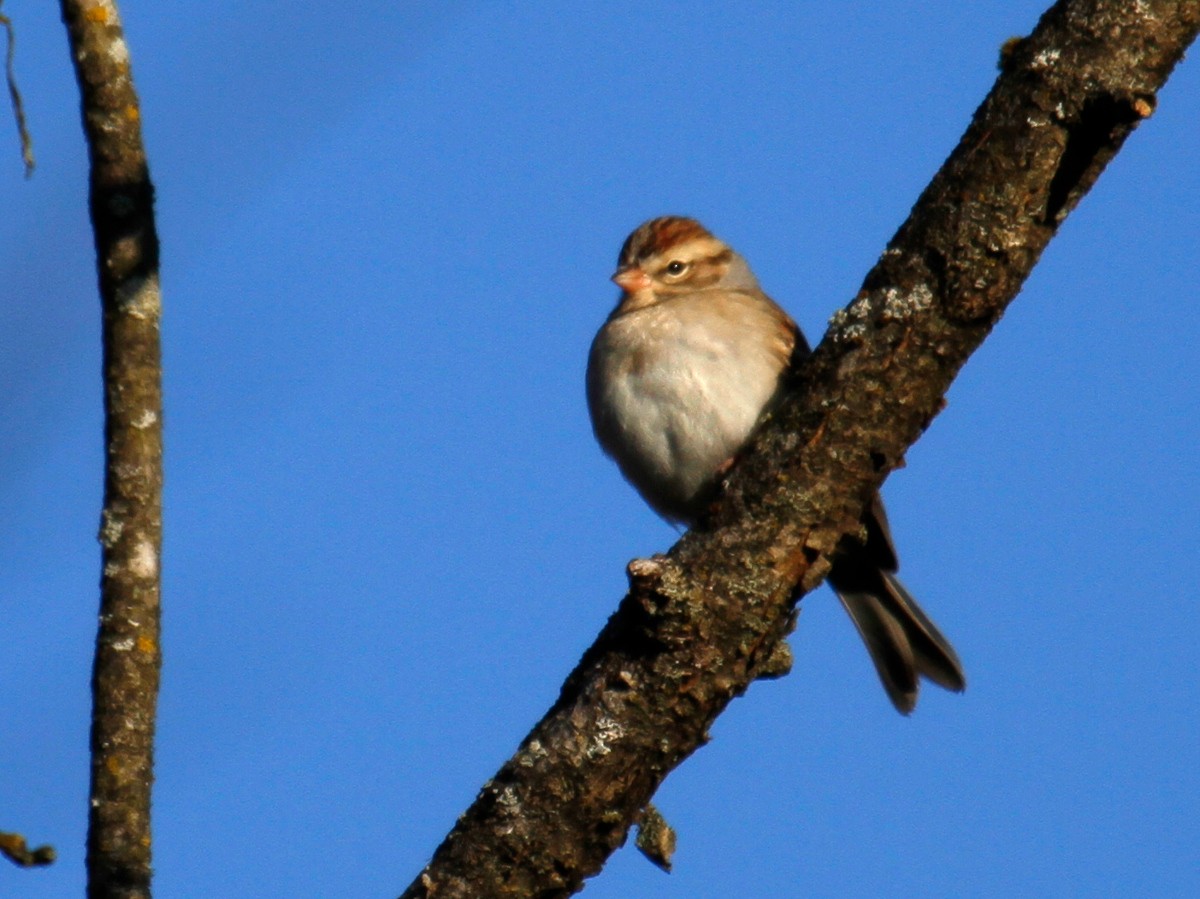 Chipping Sparrow - ML297952431