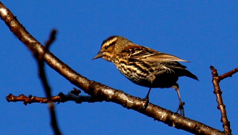 Red-winged Blackbird - ML297952631