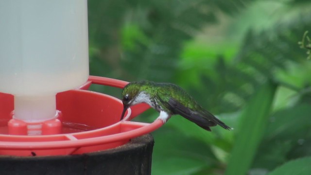 Colibrí de Raquetas Faldiblanco - ML297952841