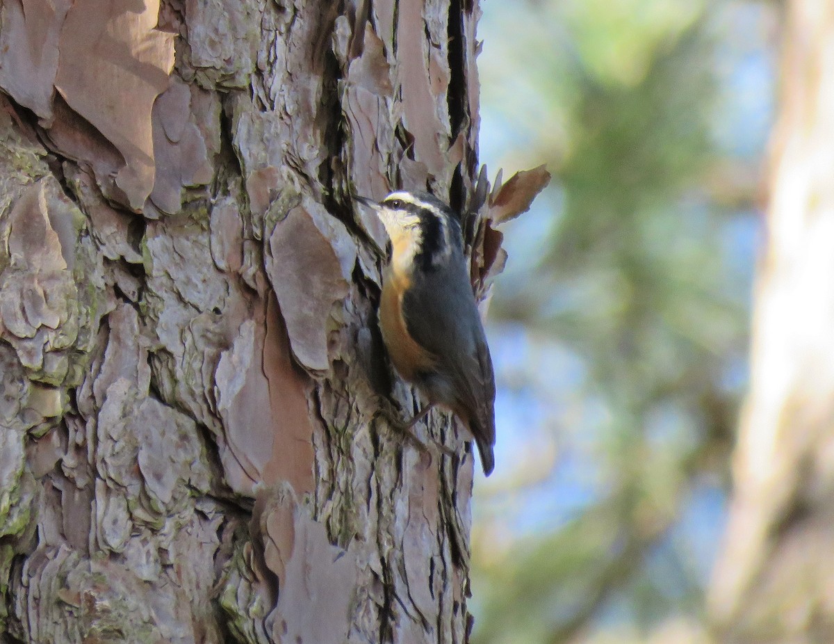 Red-breasted Nuthatch - ML297953961