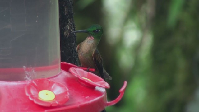 Fawn-breasted Brilliant - ML297954671