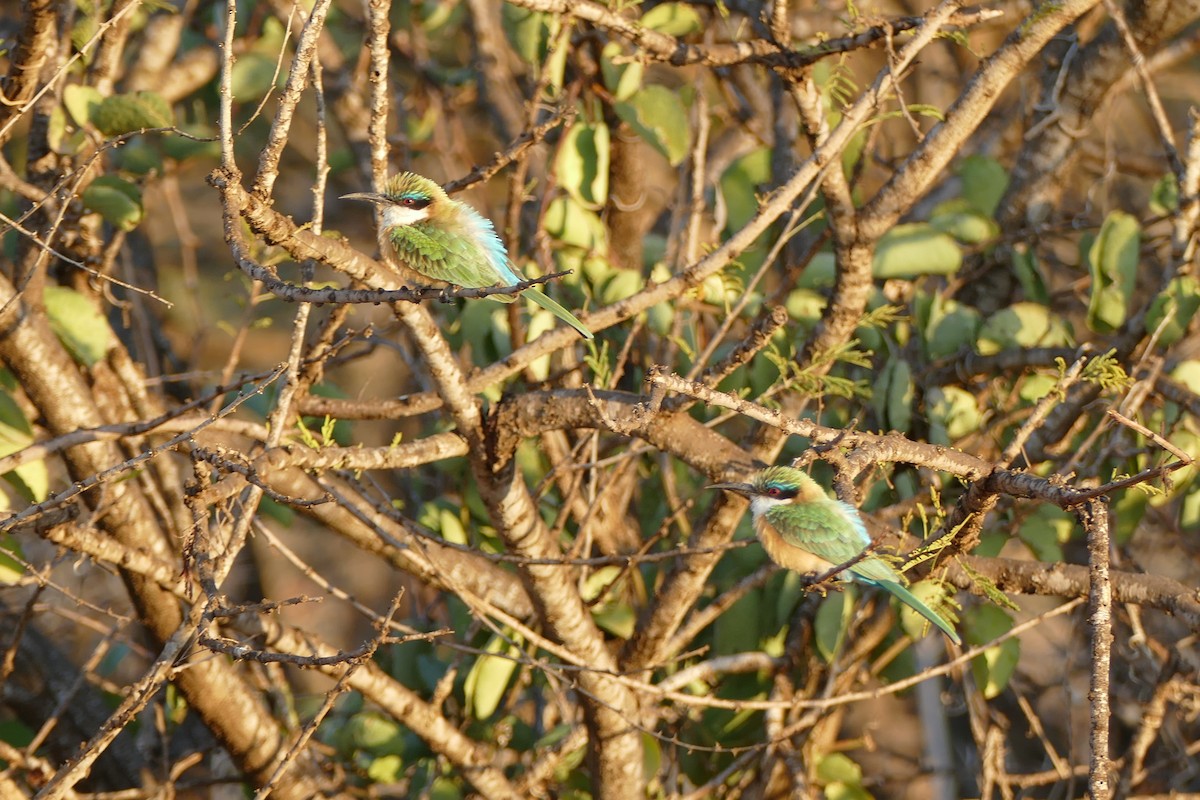 Somali Bee-eater - Kevin Cranney