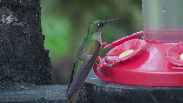 Fawn-breasted Brilliant - ML297955701