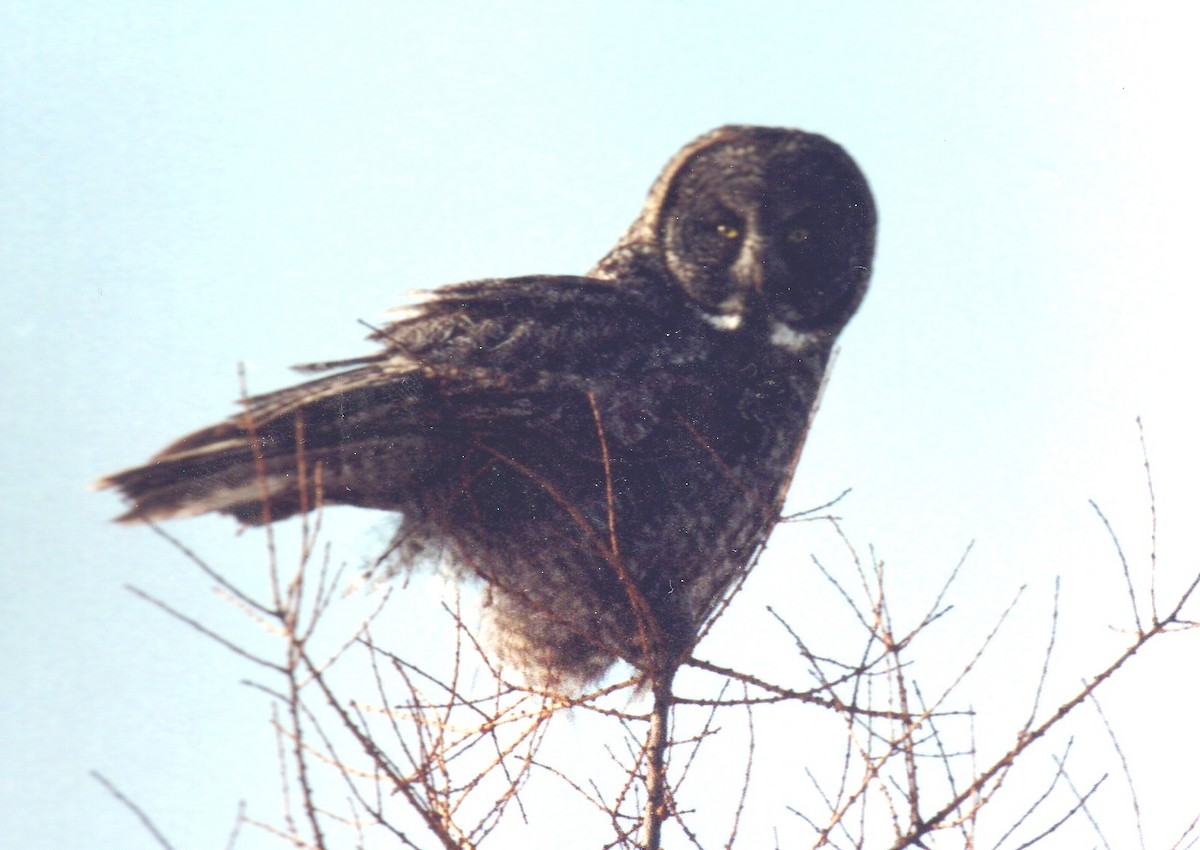 Great Gray Owl - Ted Stewart