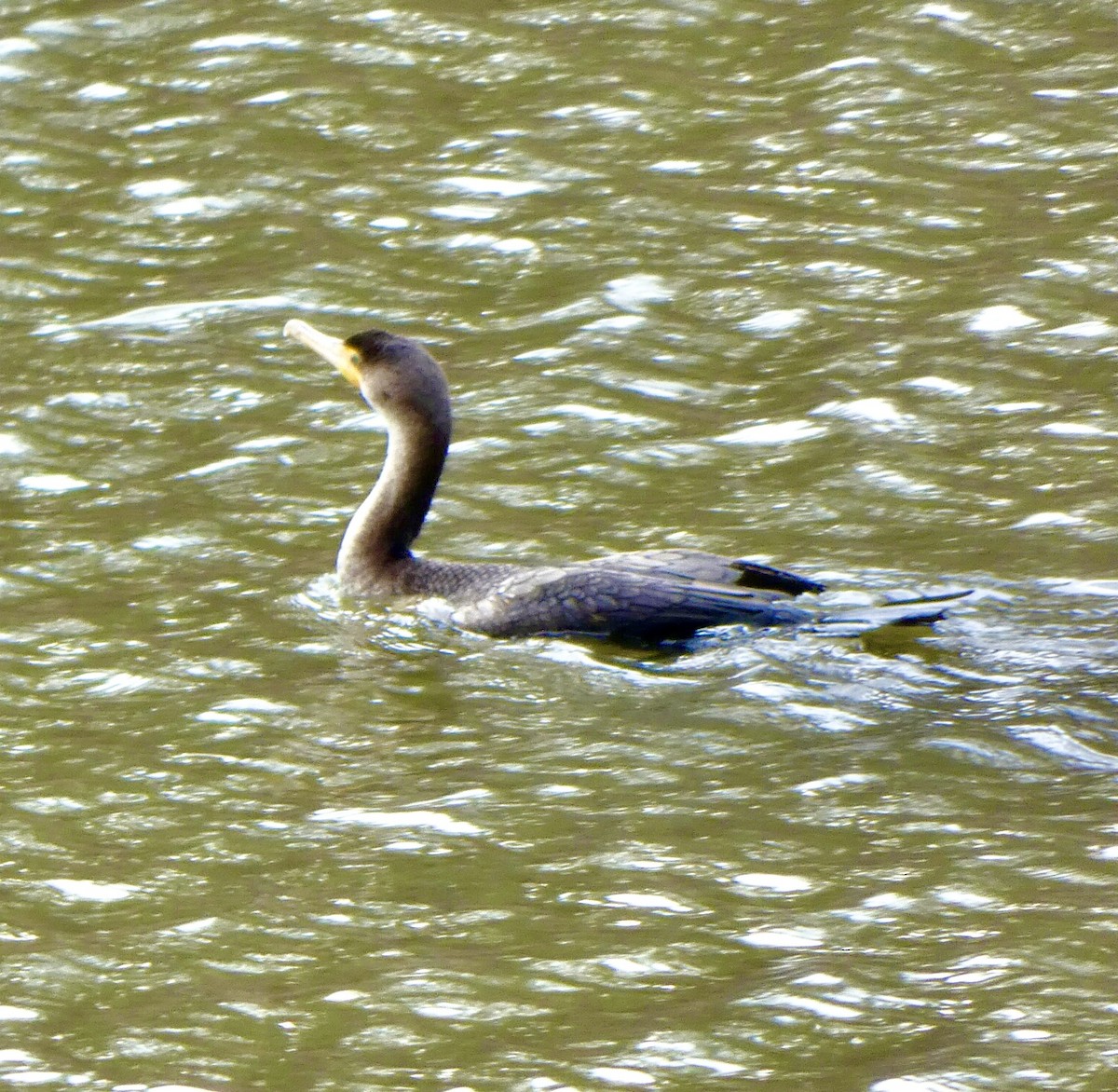 Double-crested Cormorant - ML297956101