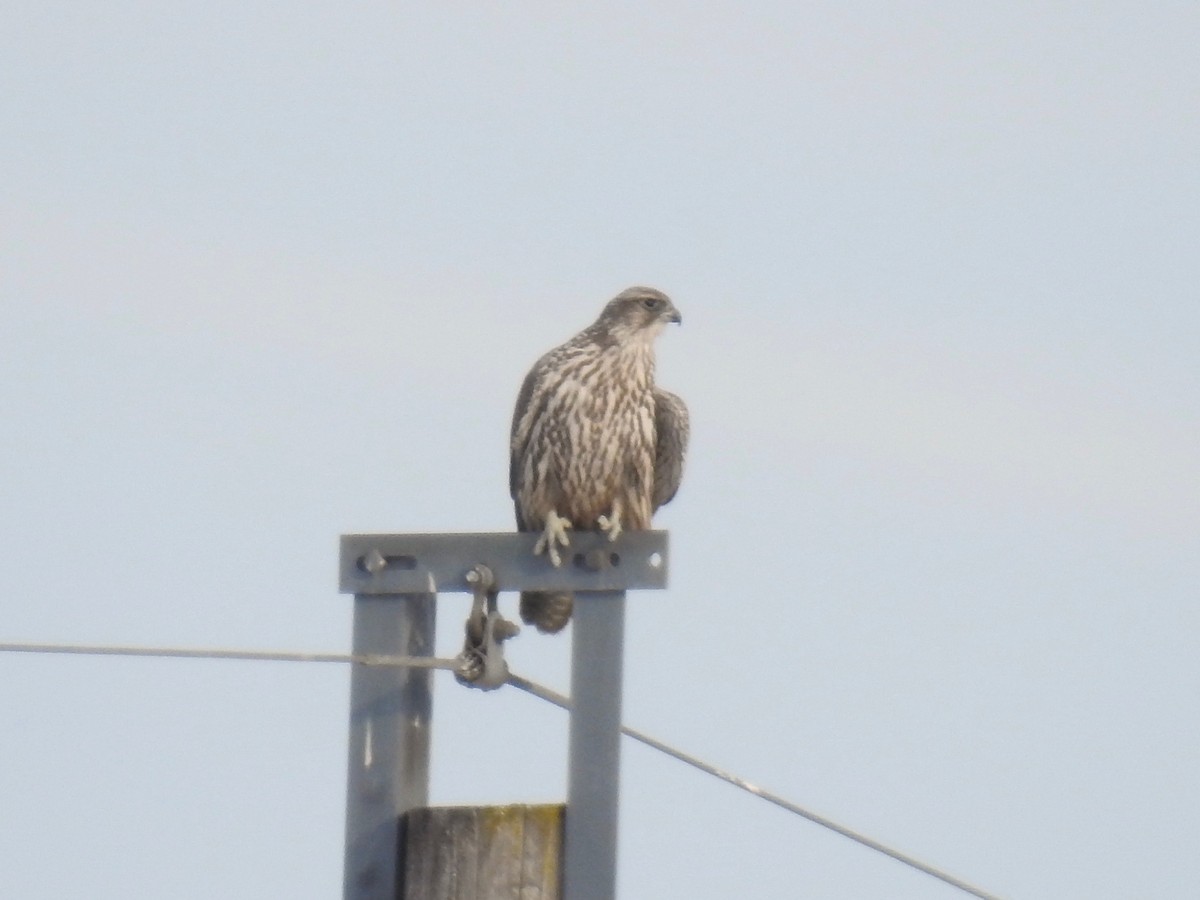 raroh lovecký - ML297956301