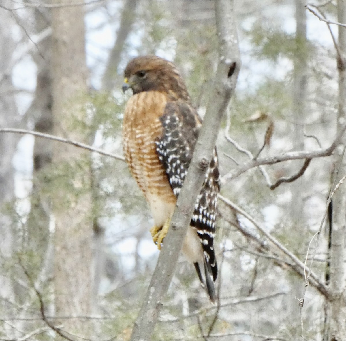 Red-shouldered Hawk - ML297956351