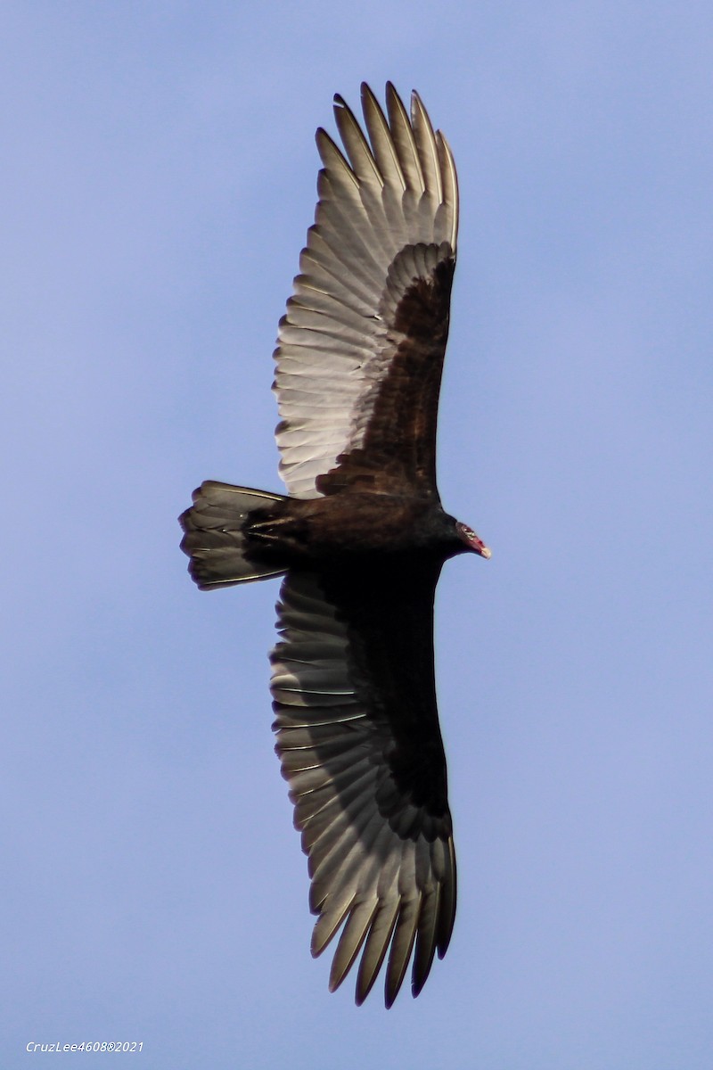 Turkey Vulture - ML297956491