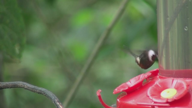 Colibrí de Mitchell - ML297957211