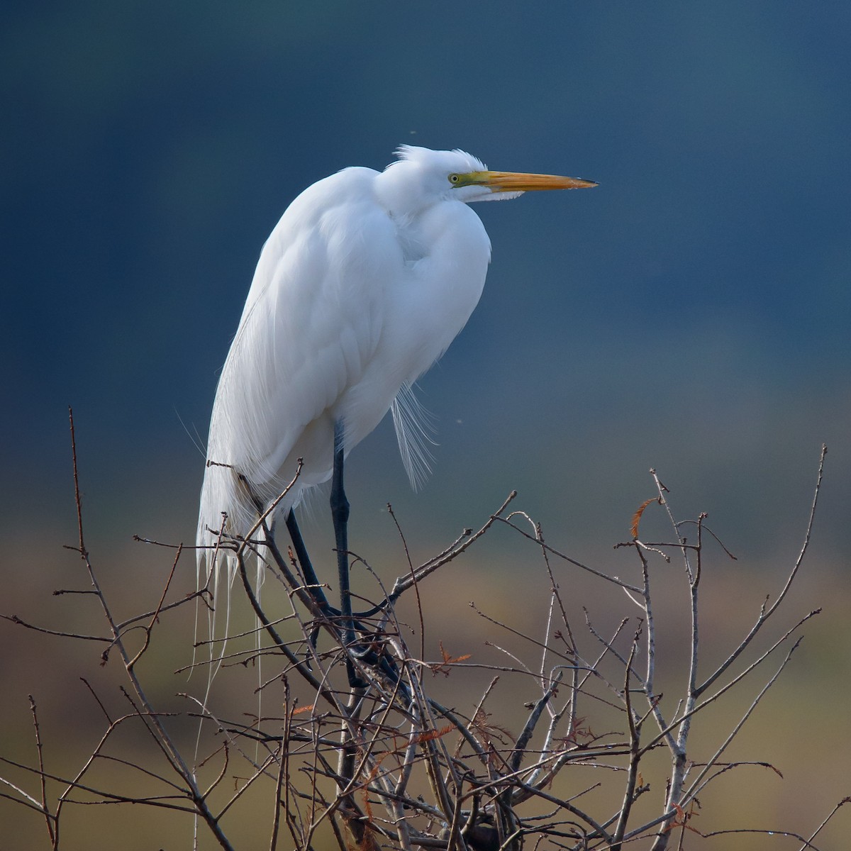 Great Egret - ML297957771