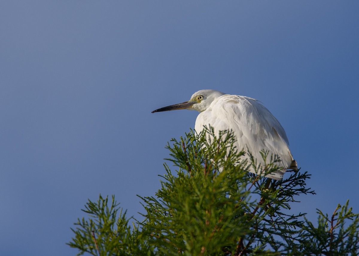 Little Blue Heron - Wally Jones