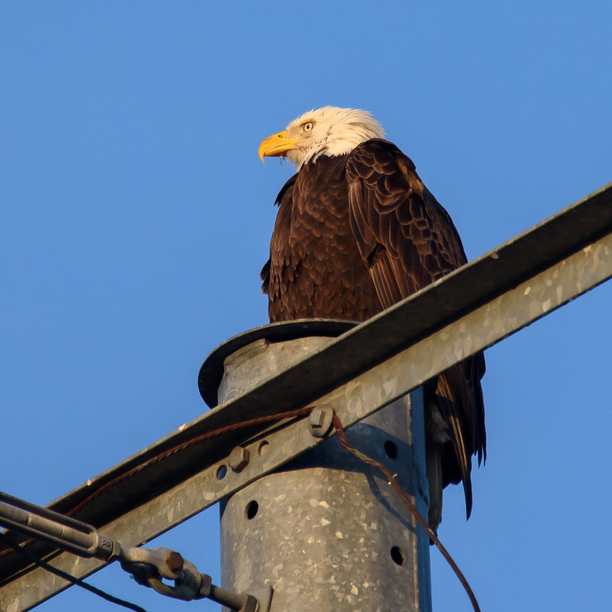 Weißkopf-Seeadler - ML297957921