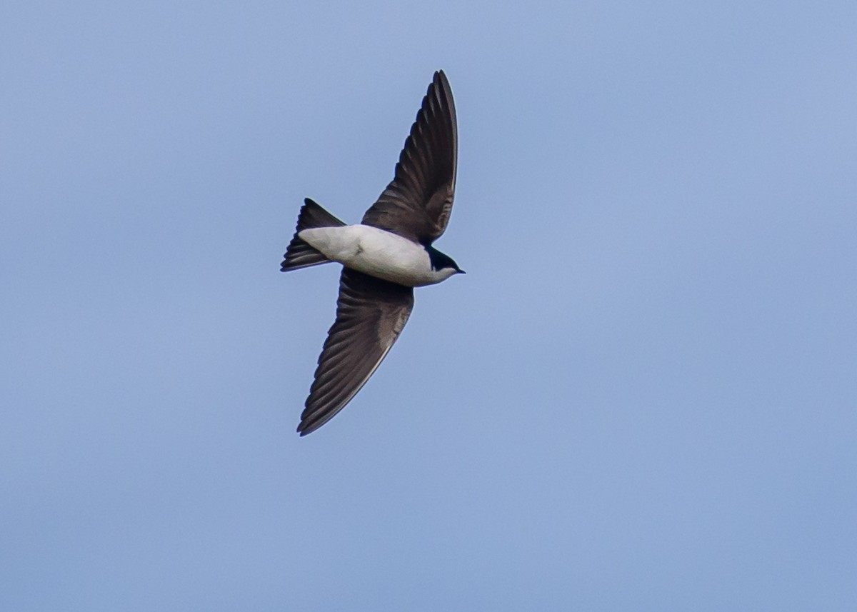 Golondrina Bicolor - ML297958011