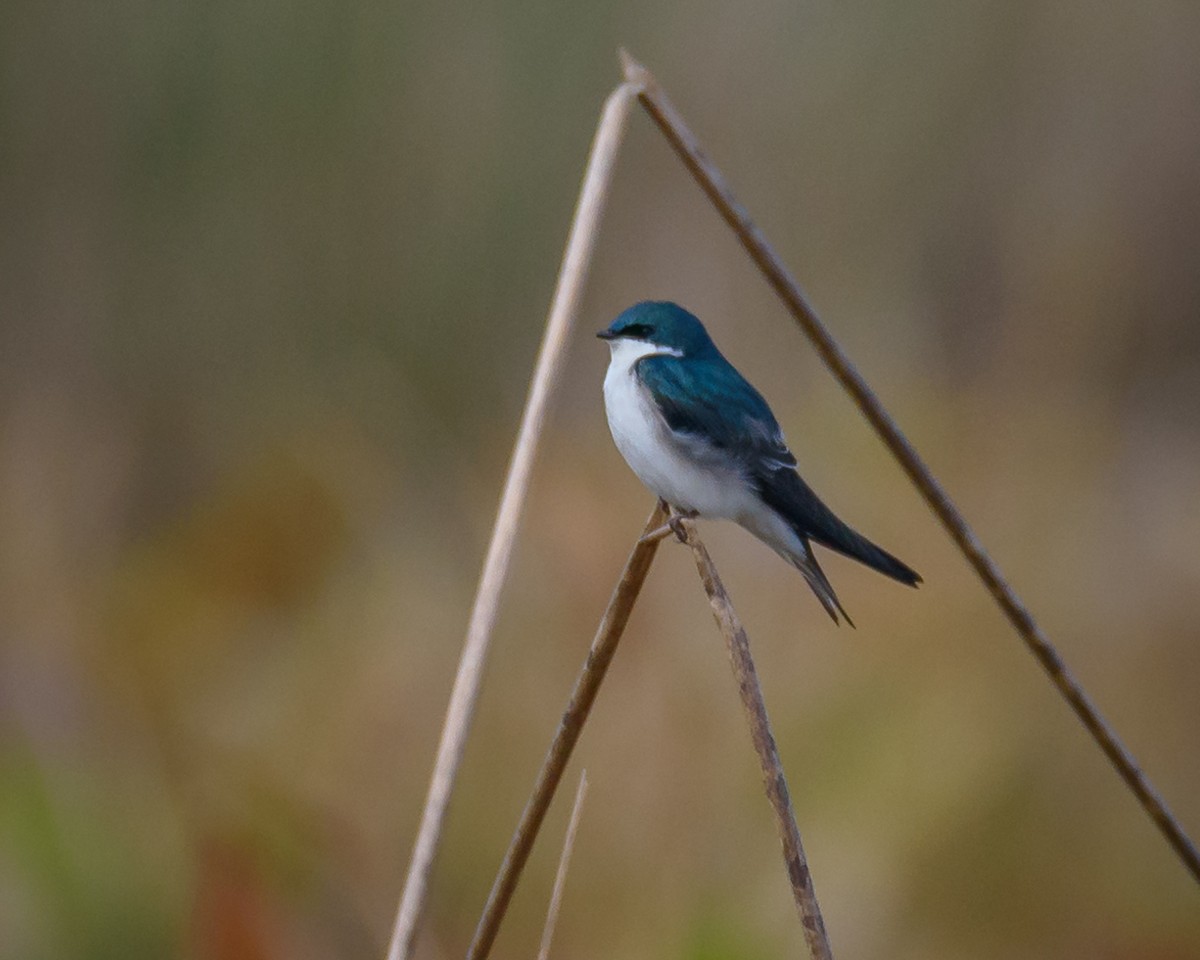 Golondrina Bicolor - ML297958041