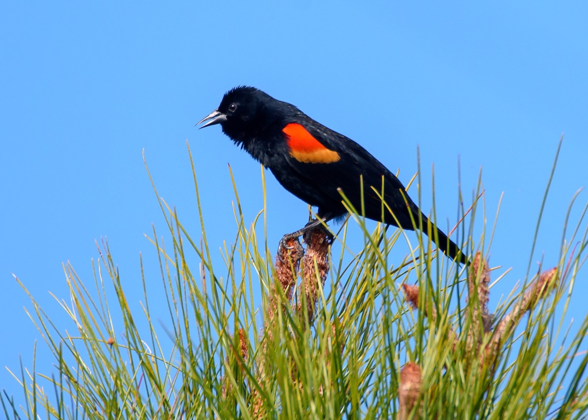 Red-winged Blackbird - Wally Jones