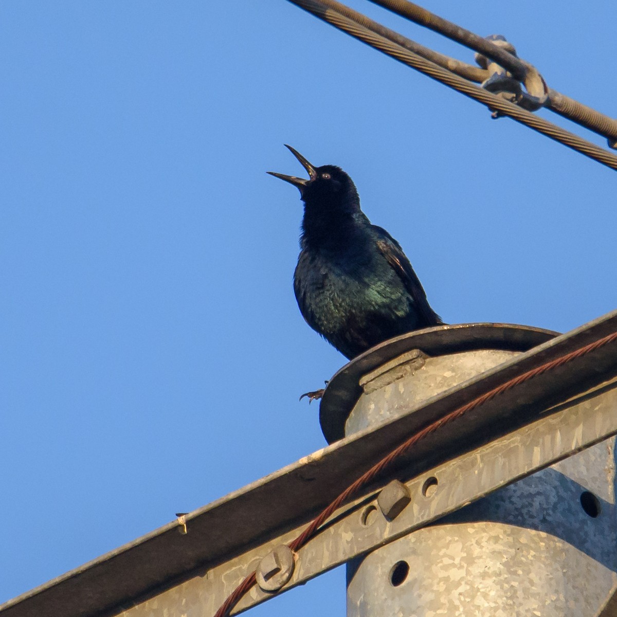 Boat-tailed Grackle - Wally Jones