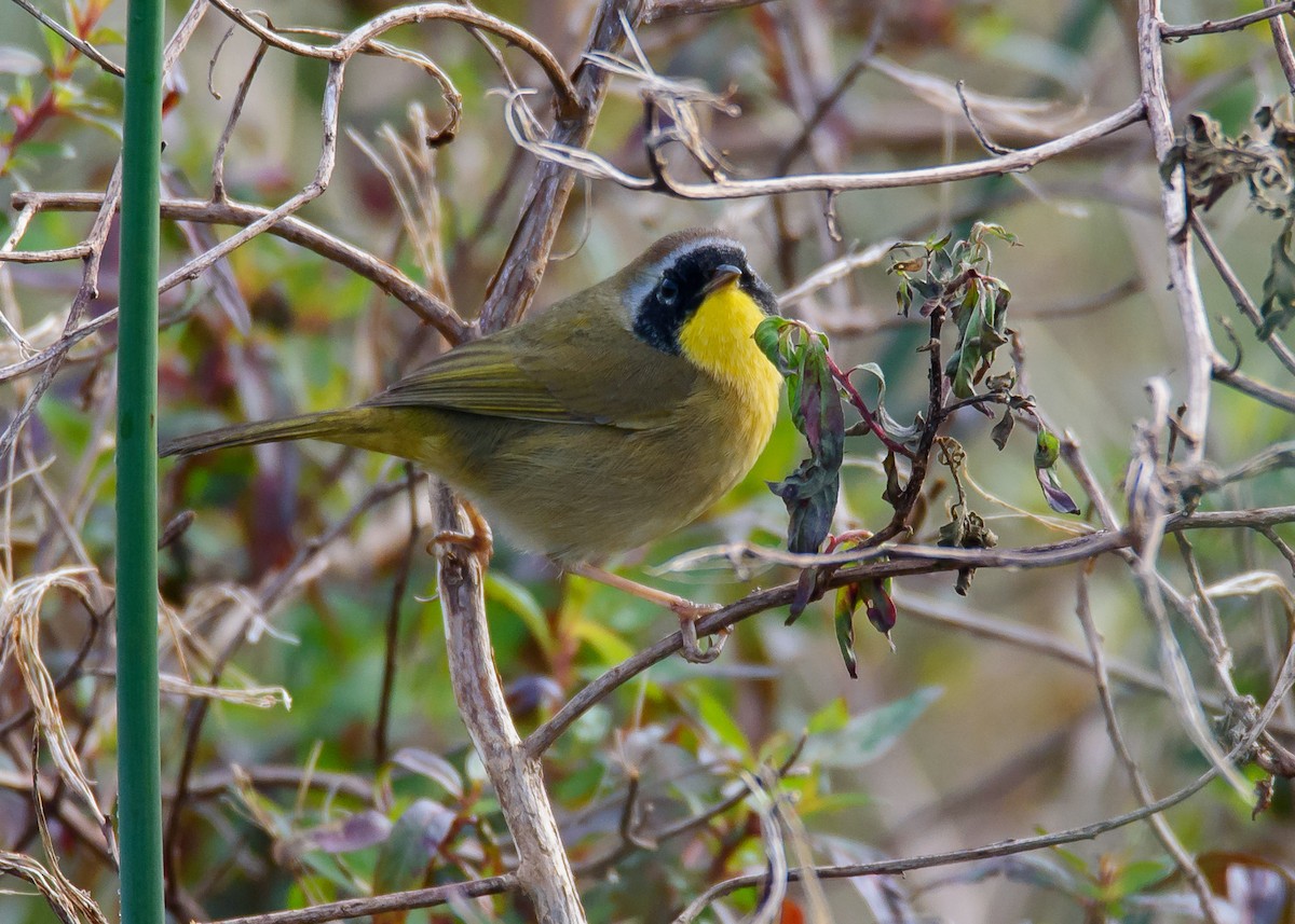 Common Yellowthroat - ML297958301