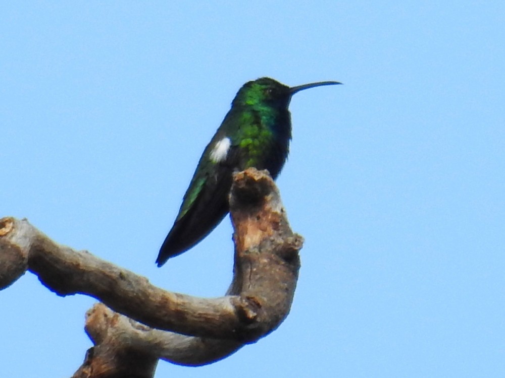 Black-throated Mango - ML297958541