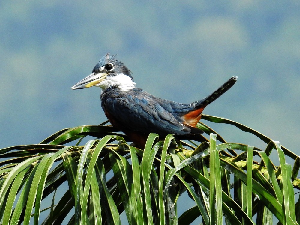 Ringed Kingfisher - ML297958741