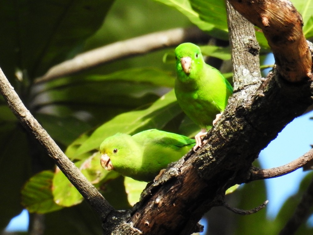 Зелёный воробьиный попугайчик - ML297958901
