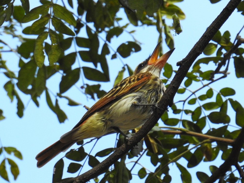 Streaked Flycatcher - ML297959211