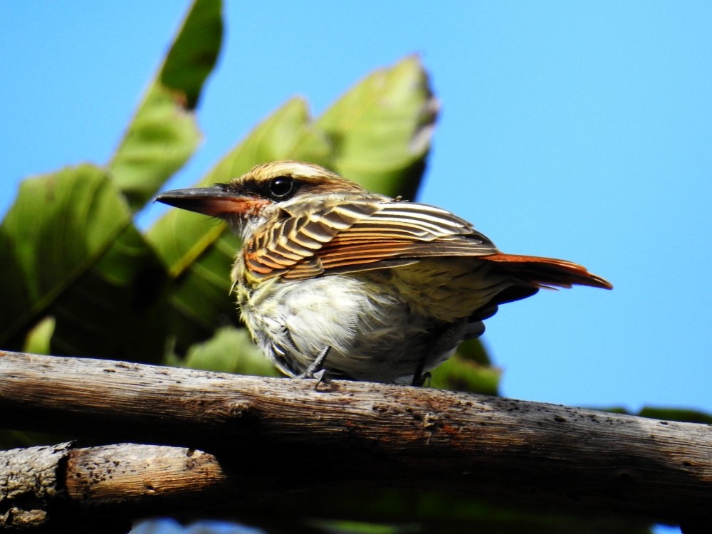 Streaked Flycatcher - ML297959241