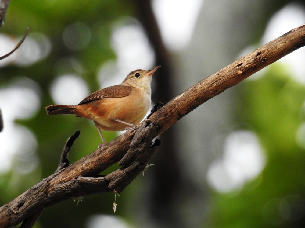 House Wren - ML297959351