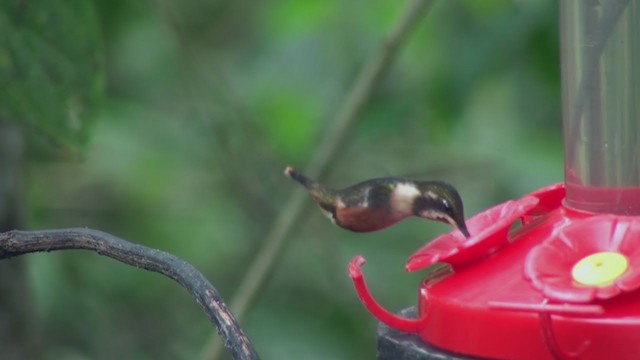 Colibrí de Mitchell - ML297959451